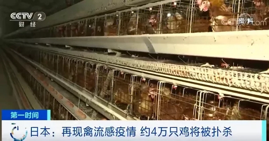 多国暴发禽流感疫情！这国危机警报上调至最高级